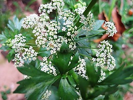 美麗的花朵,多個花春,講究