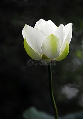 蓮花,鮮花,風(fēng)箏