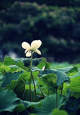蓮花,鮮花,風箏