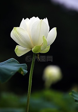 蓮花,鮮花,風(fēng)箏