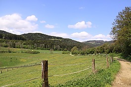 景观,草地,夏季