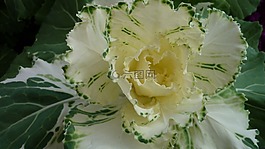 观赏蔬菜,叶子,内