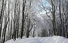 雪,冬天,樹(shù)