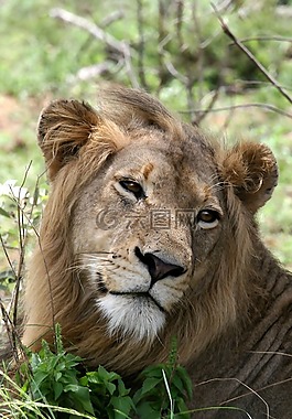 獅子,肖像,野生動物