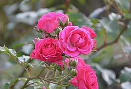 花,玫瑰,灌木