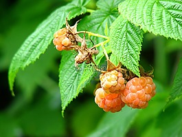 山莓,漿果,水果