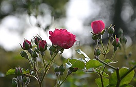 花,玫瑰,玫瑰花蕾