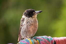 butcherbird,澳大利亚,鸟