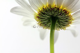 白,magerite,花