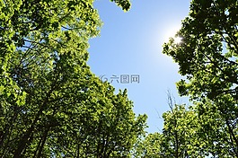 樹,森林,陽光