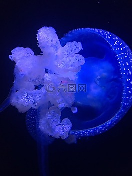 海蜇,水族館,水下