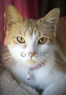 猫,猫的,可爱