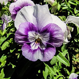 三色堇,花,花園
