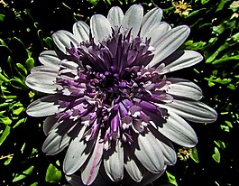 菊花,花,花的