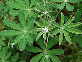 植物,雨滴,阿拉斯加州