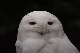 雪鸮,白,鳥