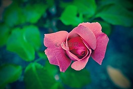 盛開,開花,植物區(qū)系