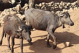 動物,哺乳動物,牛
