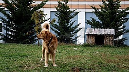 狗,動物,可愛