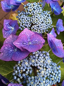 鲜花,紫,布什