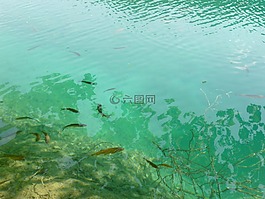 魚,湖,自然