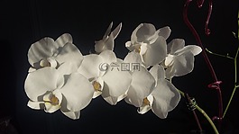 鮮花,蘭花,異國情調(diào)