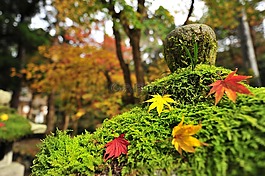 秋季樹(shù)葉,楓葉,寺