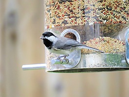 鳥,黑色和灰色的,喂鳥器