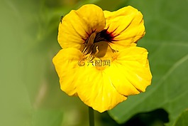 焊菜屬的植物,tropaeolum,花萼