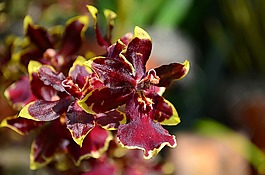 廠,蘭花,花
