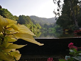 水面,秋天,微距