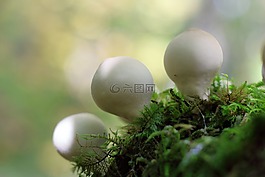 蘑菇,森林蘑菇,白