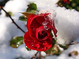 紅玫瑰,雪,水滴