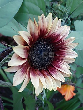花,花瓣,開花