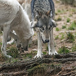 狼,捕食者,野生動物