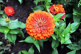 鮮花,黃色的花,黃色