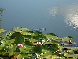水百合,蓮花,夏天