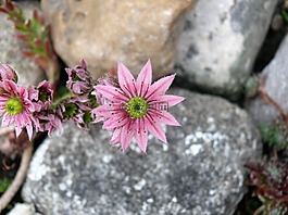 粉紅色的花,花卉,粉紅色