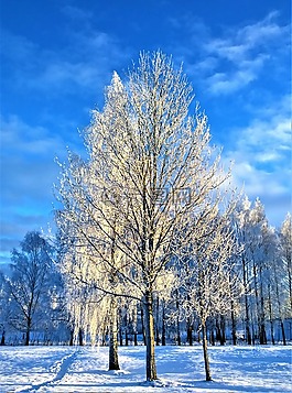 冬天,雪,樹