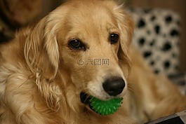 狗,黃金獵犬,寵物