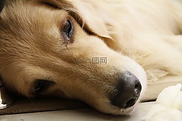 狗,黃金獵犬,寵物