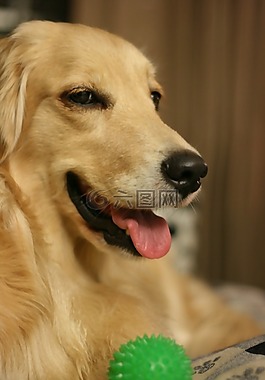狗,黃金獵犬,寵物