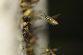 該配置單元,復(fù)合,翼