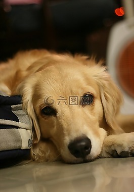 狗,黃金獵犬,寵物