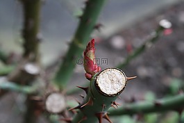 春天,玫瑰,芽