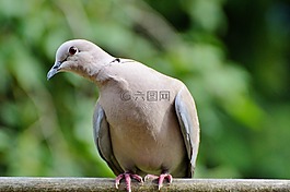 鴿子,捉住了,鳥(niǎo)