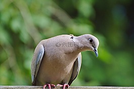 鴿子,捉住了,鳥(niǎo)