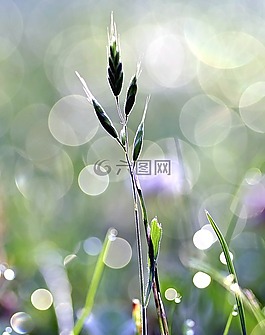 草,羅莎,bliki