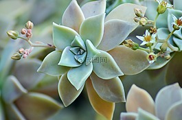 多汁,植物,性質(zhì)