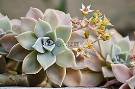 多汁,植物,性質(zhì)